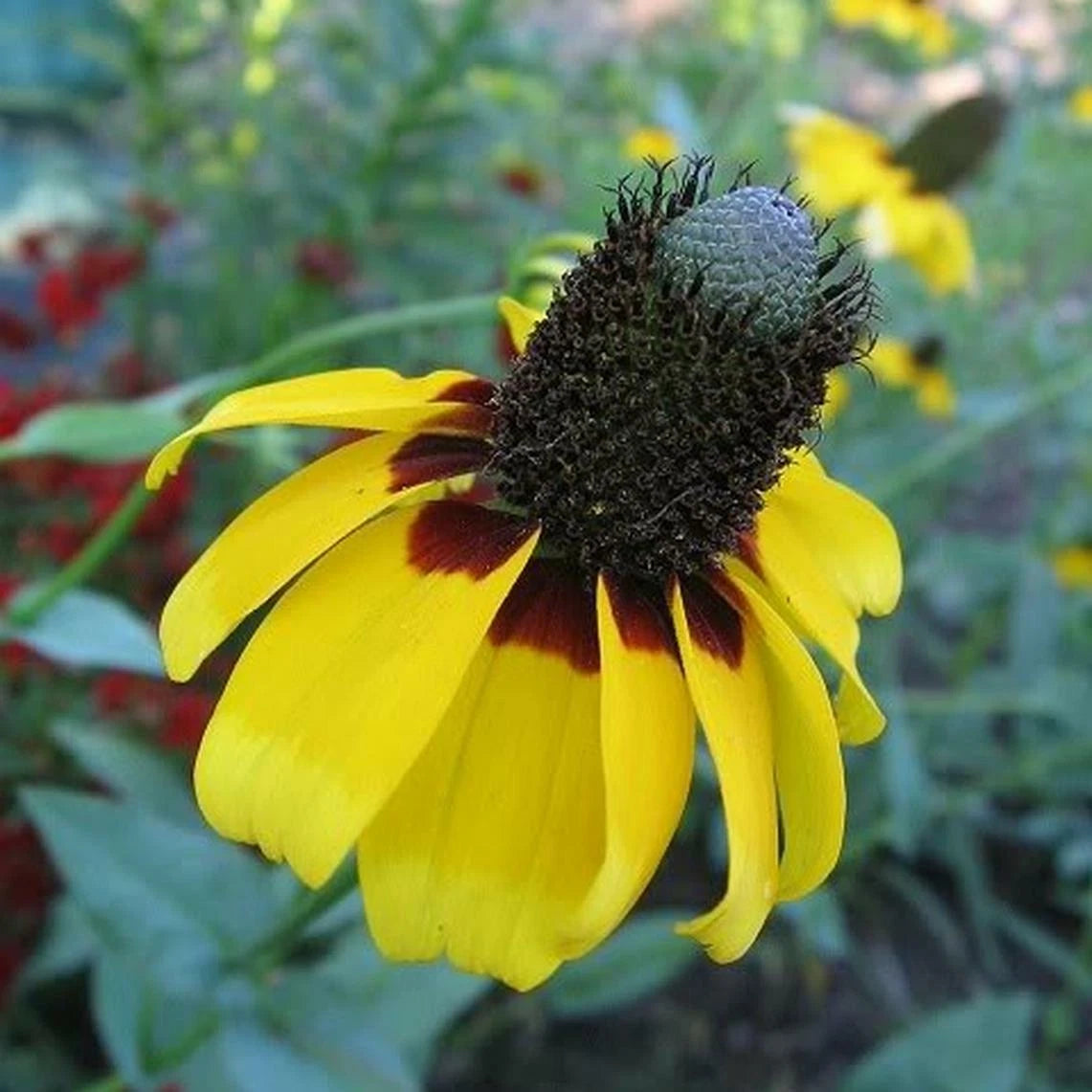 CLASPING Yellow CONEFLOWER Seeds Native Wildflower Pollinators Cut Flowers – Heirloom, Non-GMO, High Germination Organic Garden Seeds