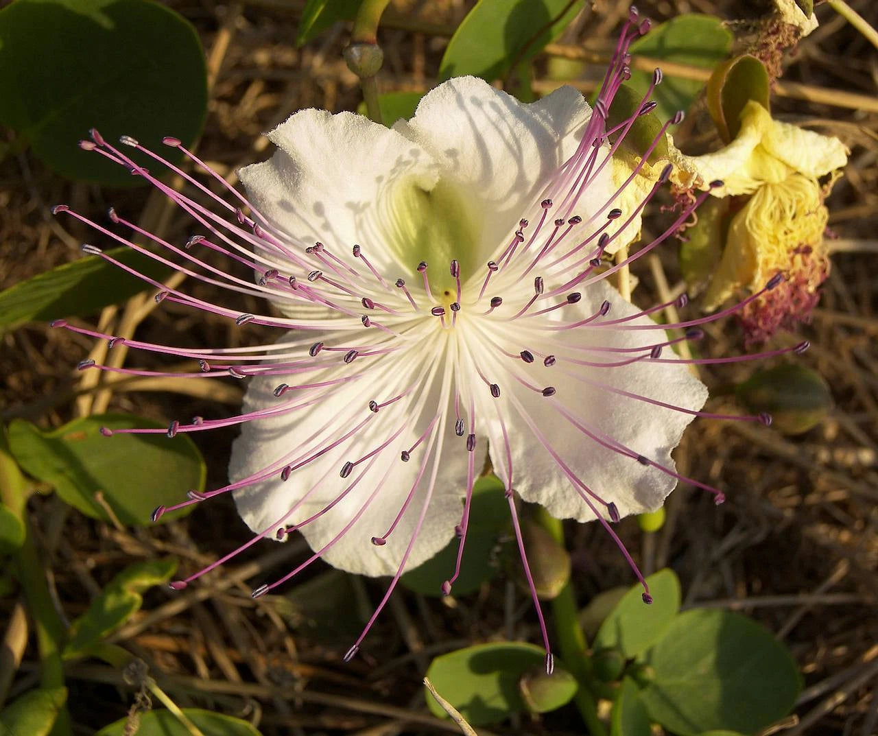 Caper Bush Capparis spinosa Seeds Edible Showy Fragrant – Heirloom, Non-GMO