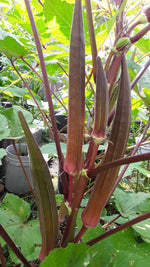 Red Burgundy Okra Seeds Super Prolific Healthy and Very Tasteful NON-GM – Heirloom, Non-GMO