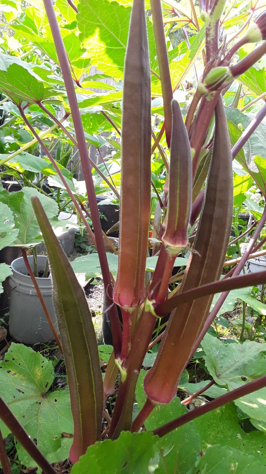 Red Burgundy Okra Seeds Super Prolific Healthy and Very Tasteful NON-GM – Heirloom, Non-GMO