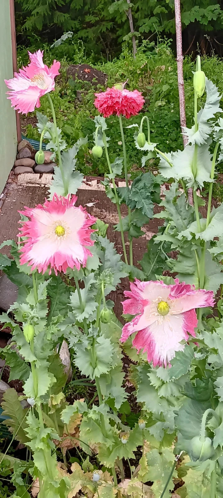 Amphora Poppy Seeds P Somniferum - Stunning Frilly White and Pink Petals – Heirloom, Non-GMO, High Germination Organic Garden Seeds