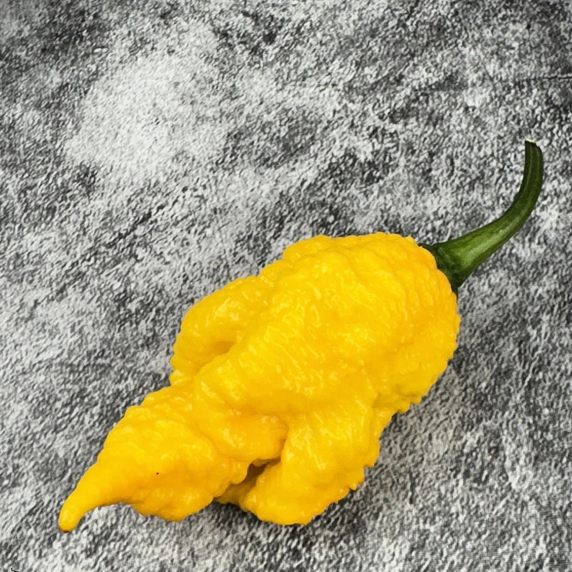 Dystopia Yellow Hot Pepper Seeds – Heirloom, Non-GMO, High Germination Organic Garden Seeds