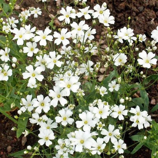 Baby s Breath WHITE Tall Cut Flowers Popular Seeds heirloom non-GMO seeds