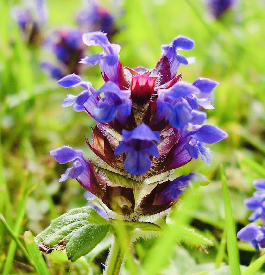 Allheal Seeds - Prunella vulgaris - Medicinal Herb Seeds - Heal All – Heirloom, Non-GMO, High Germination Organic Garden Seeds