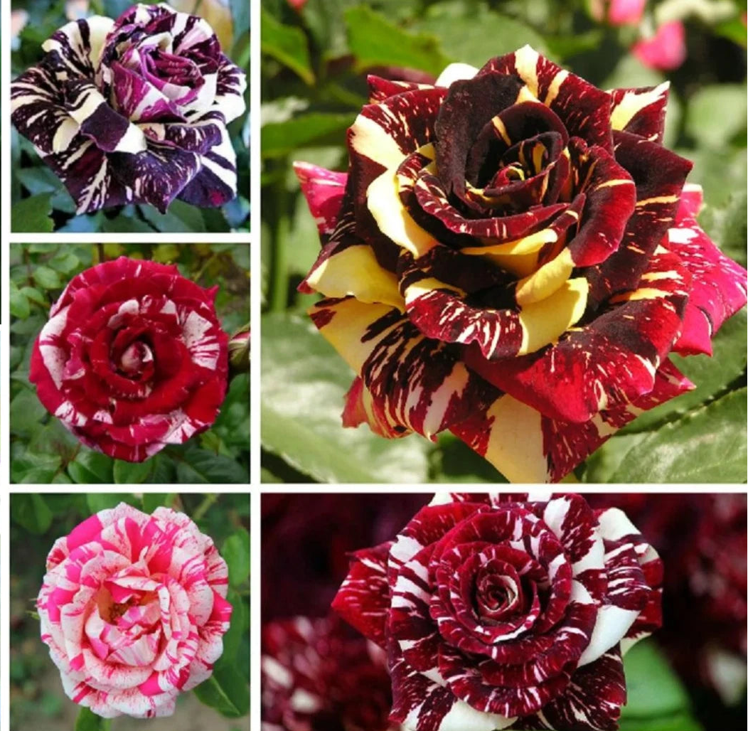 Mix Perennial Rose Seeds- Asian heirloom non-gmo seeds