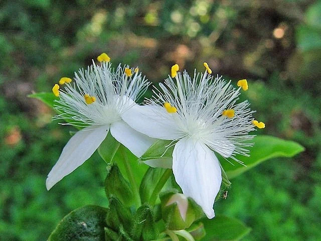 Tradescantia fluminensis Small-Leaf Spiderwort Seeds heirloom non-gmo seeds
