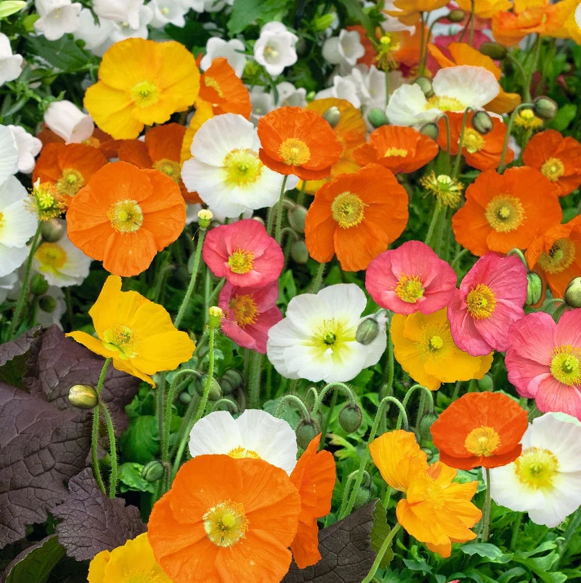 Poppy ICELAND MIX Tender Perennial Blooms Spring Summer Seeds – Papaver ...