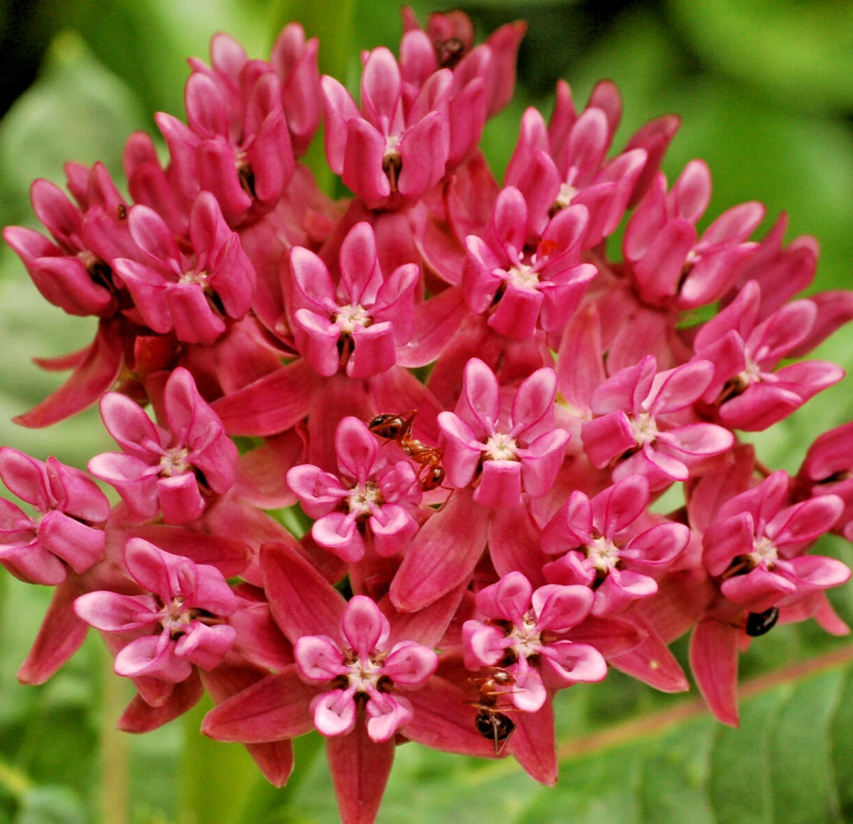 ASCLEPIAS PURPURASCENS Seeds Purple Milkweed RARE Bulk Butterfly Flowers heirloom non-gmo seeds
