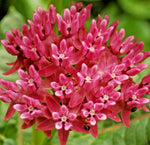 ASCLEPIAS PURPURASCENS Seeds Purple Milkweed RARE Bulk Butterfly Flowers heirloom non-gmo seeds