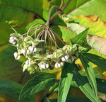 Asclepias exaltata Poke or Tall Milkweed Seeds heirloom non-gmo seeds