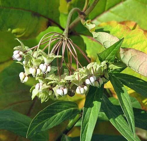 Asclepias exaltata Poke or Tall Milkweed Seeds heirloom non-gmo seeds