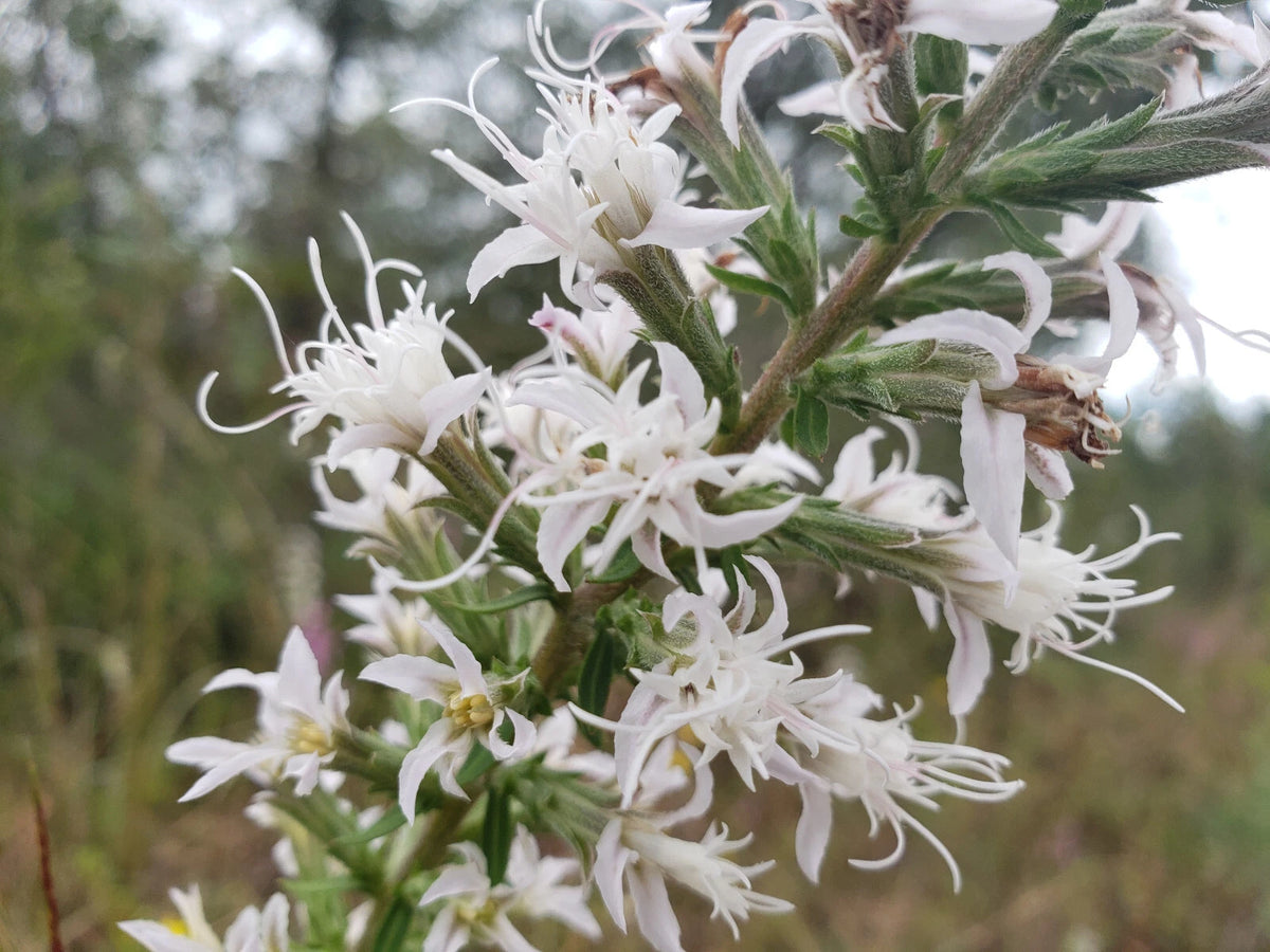 Elegant Blazingstar Seeds Liatris Elegans Gayfeather White Flowering Liatris spicata heirloom non-gmo seeds