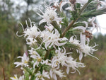Elegant Blazingstar Seeds Liatris Elegans Gayfeather White Flowering Liatris spicata heirloom non-gmo seeds
