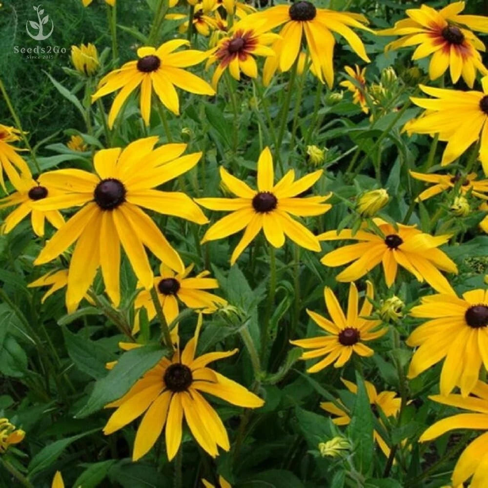 Bulk of Black-Eyed Susan Flower Seeds - Attracts Bees & Butterflies – Heirloom, Non-GMO, High Germination Organic Garden Seeds