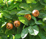 Showy Medlar Mespilus germanica Tree Seeds Edible Fall Color Hardy heirloom non-gmo seeds
