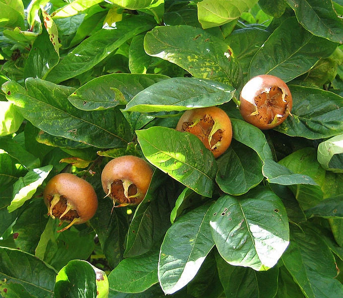 Showy Medlar Mespilus germanica Tree Seeds Edible Fall Color Hardy heirloom non-gmo seeds
