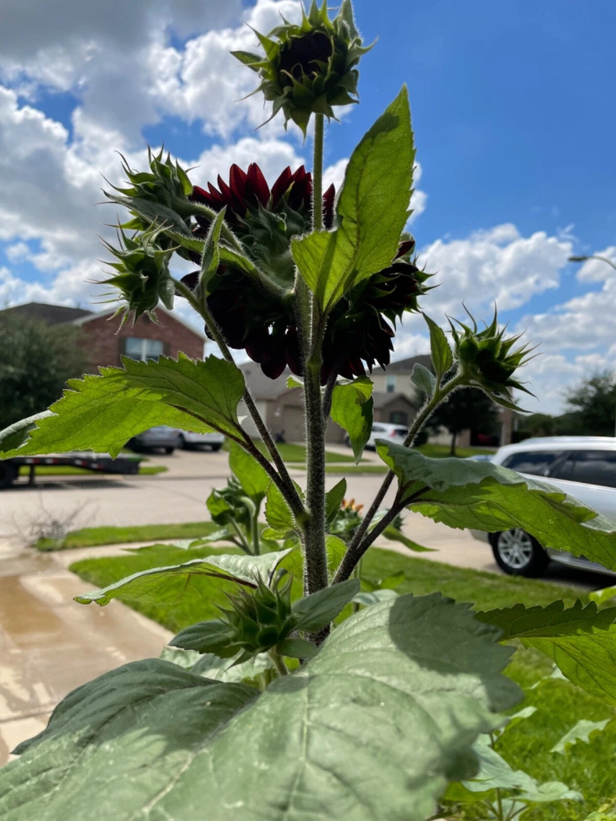 Chocolate Cherry Sunflower seeds Breathtakingly Beautiful – Heirloom, Non-GMO, High Germination Organic Garden Seeds