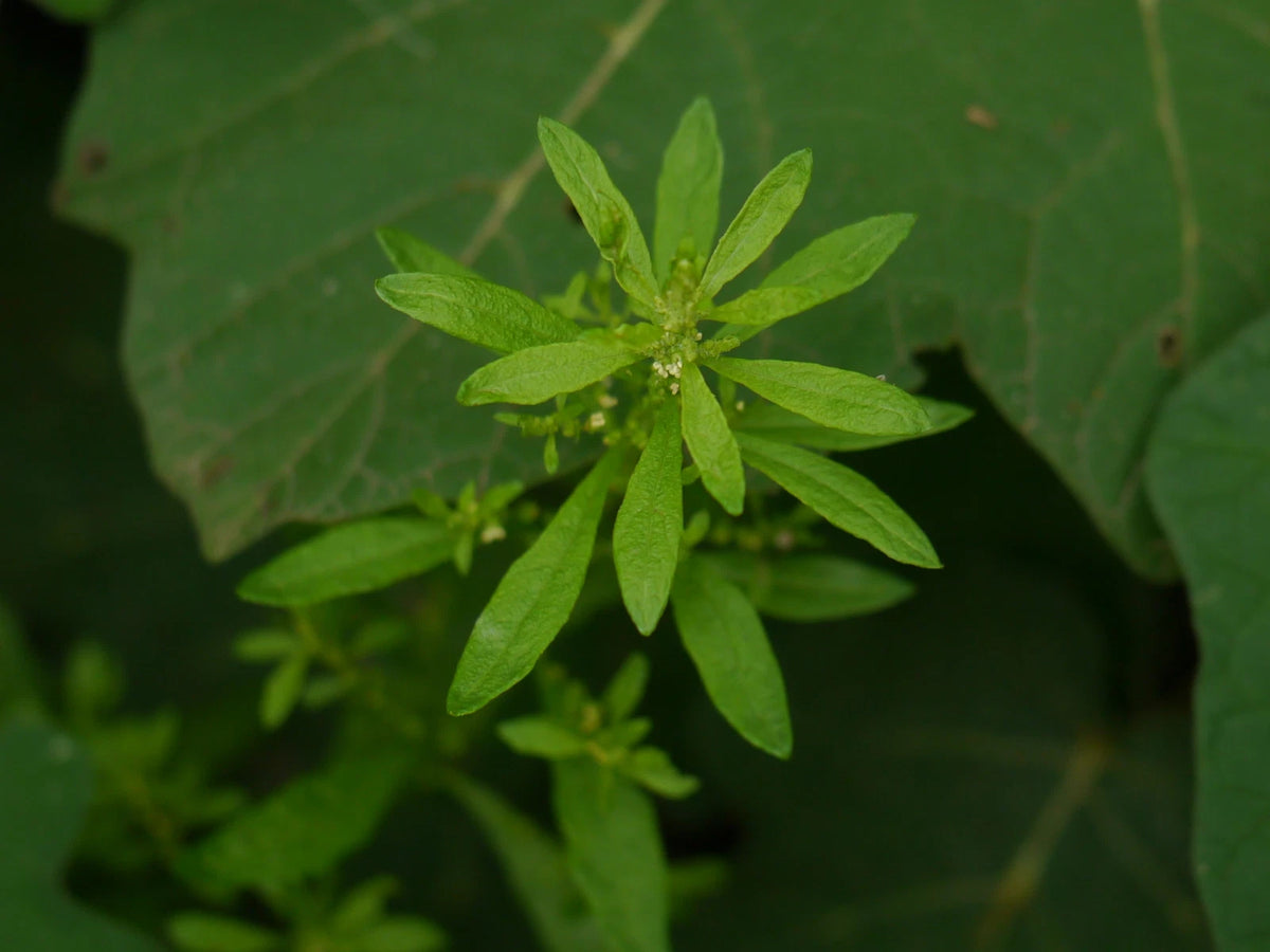 EPAZOTE Seeds Chenopodium ambrosioides shipping – Heirloom, Non-GMO, High Germination Organic Garden Seeds