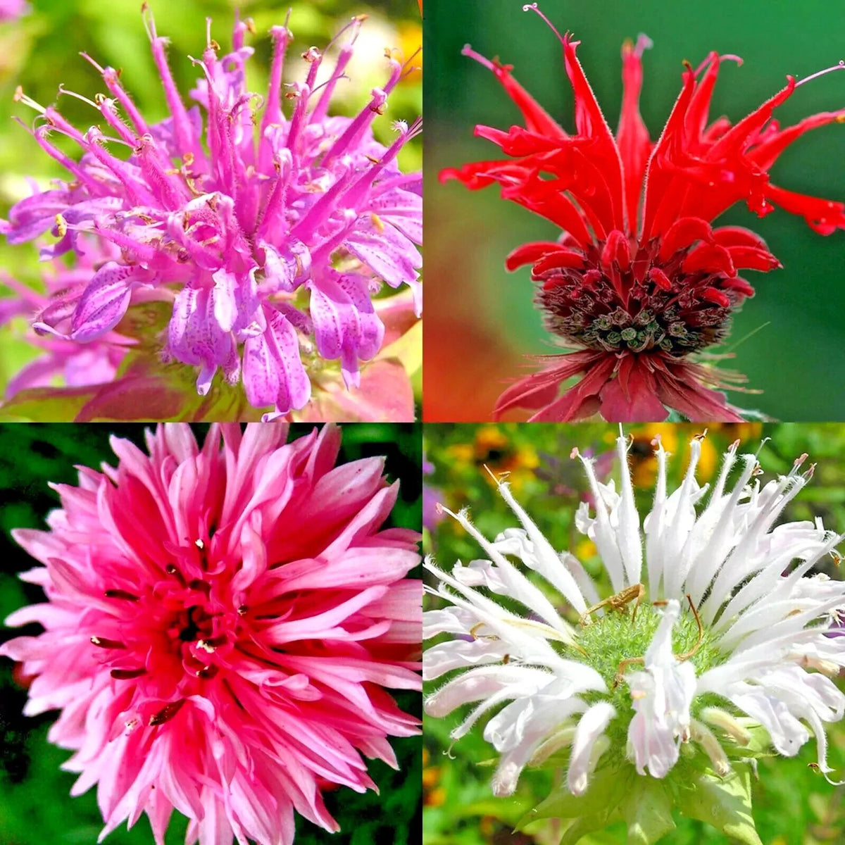 BERGAMOT SEEDS MONARDA AUTUMN MIX PERENNIAL RARE HUMMINGBIRD PLANT BEE BALM heirloom non-GMO seeds