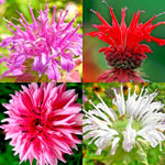 BERGAMOT SEEDS MONARDA AUTUMN MIX PERENNIAL RARE HUMMINGBIRD PLANT BEE BALM heirloom non-GMO seeds