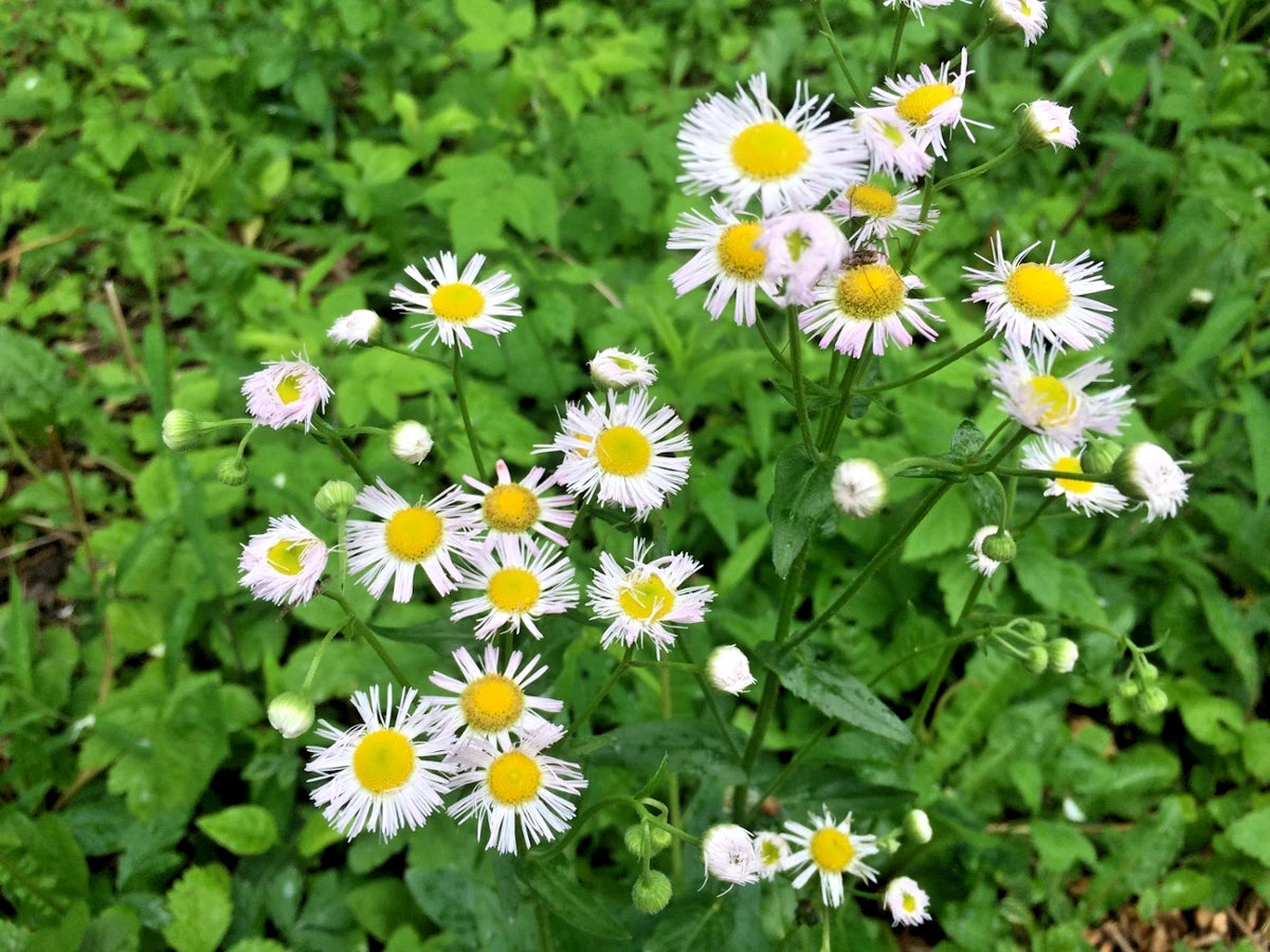 Daisy Fleabane White Erigeron Annuus Seeds NC Spring – Heirloom, Non-GMO, High Germination Organic Garden Seeds