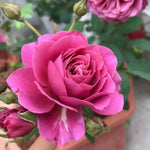 Aoi Rose Seeds - Seeds - Rose Flower Gardening heirloom non-GMO seeds
