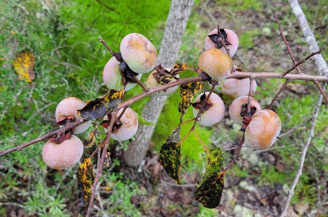 American Persimmon Seeds Diospyros Virginiana Florida Native Fruit Tree – Heirloom, Non-GMO, High Germination Organic Garden Seeds