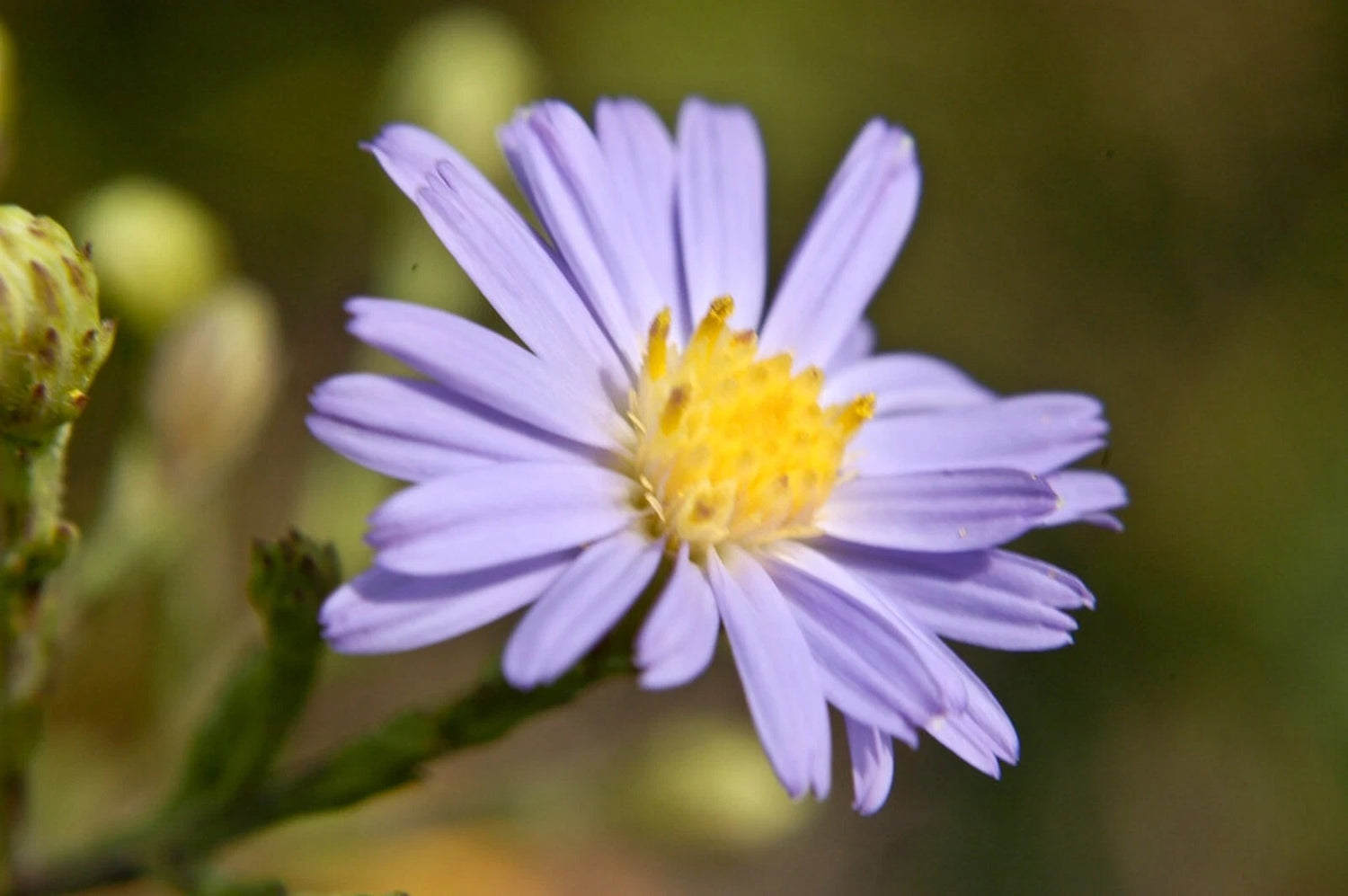Sky Blue Aster Symphyotrichum oolentangiense seeds Shipping – Heirloom, Non-GMO, High Germination Organic Garden Seeds