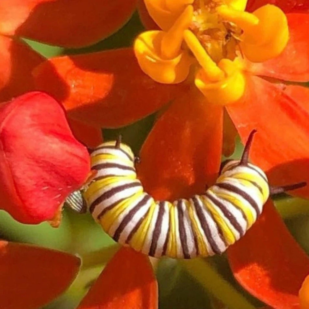 BULK Tropical Milkweed Seeds Asclepias curassavica for Monarch Butterflies – Heirloom, Non-GMO, High Germination Organic Garden Seeds