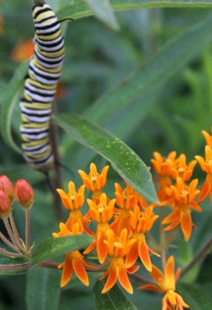 Asclepias tuberosa - FL Native Milkweed Monarch Host Plant Perennial heirloom non-gmo seeds