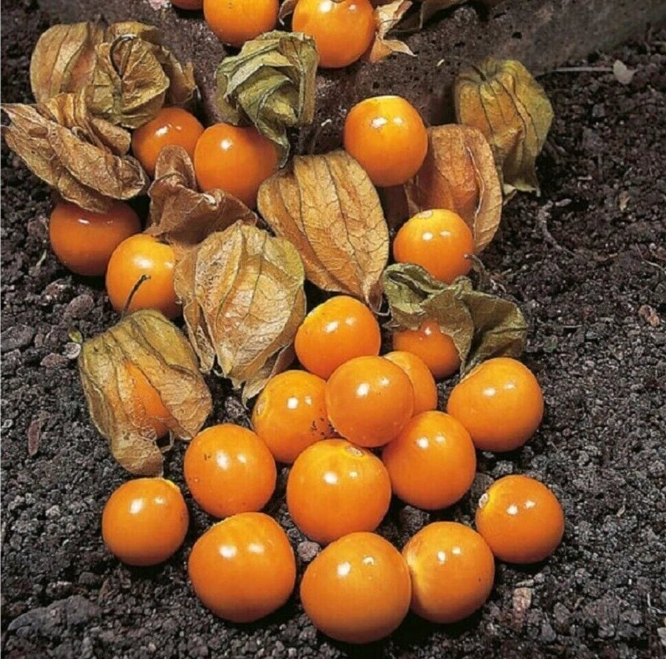 CAPE GOOSEBERRY SEEDS -TOMATILLO - GROUND CHERRY - ---------- RARE heirloom non-gmo seeds