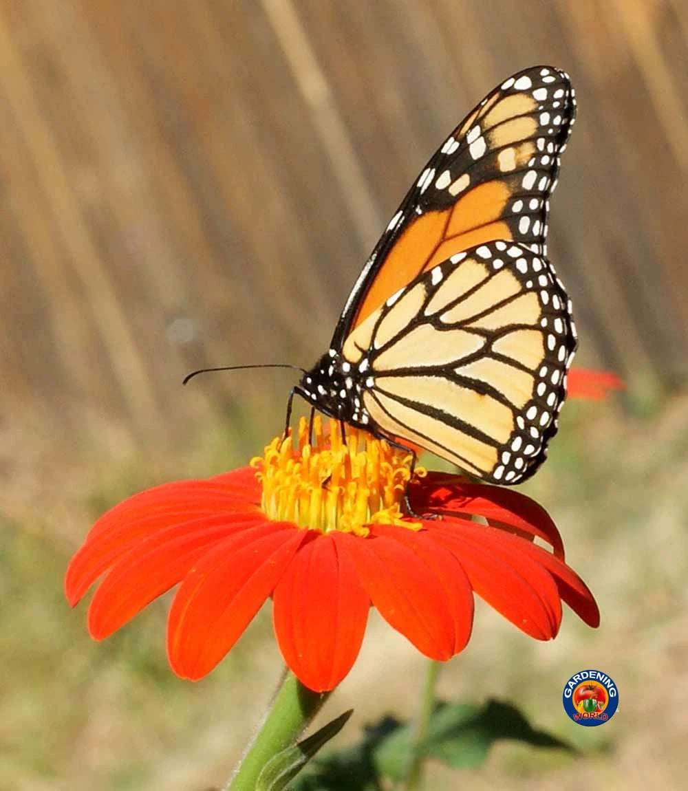 Mexican Sunflower Tithonia Rotundifolia Flower Seeds – Heirloom, Non-GMO, High Germination Organic Garden Seeds
