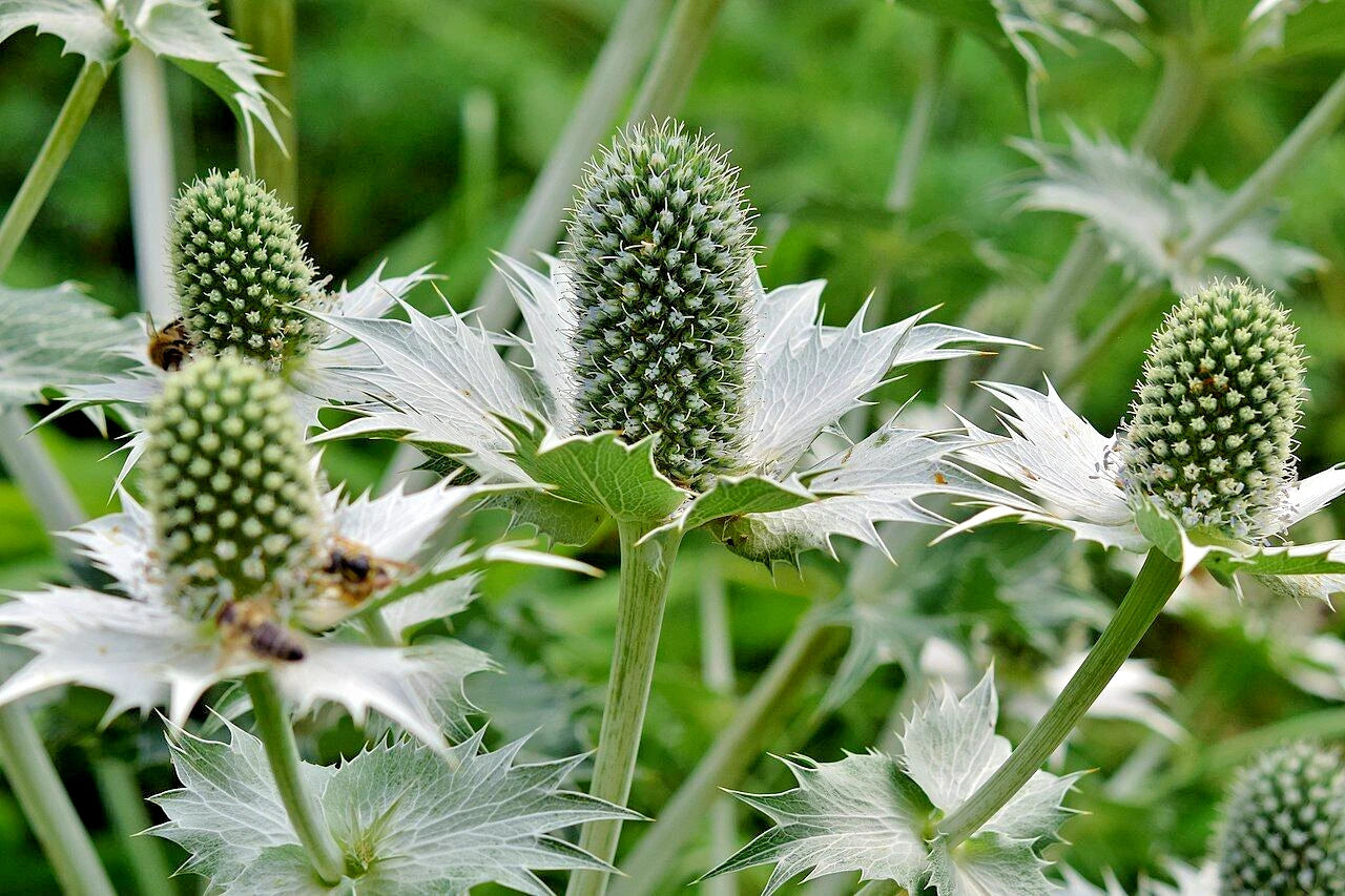 SILVER SEA HOLLY Seeds Eryngium giganteum Perennial House Plant Flower – Heirloom, Non-GMO, High Germination Organic Garden Seeds
