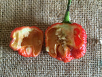 Dragons Breath Chili Pepper Seeds World Record Peppers Seed Vegetable heirloom non-gmo seeds