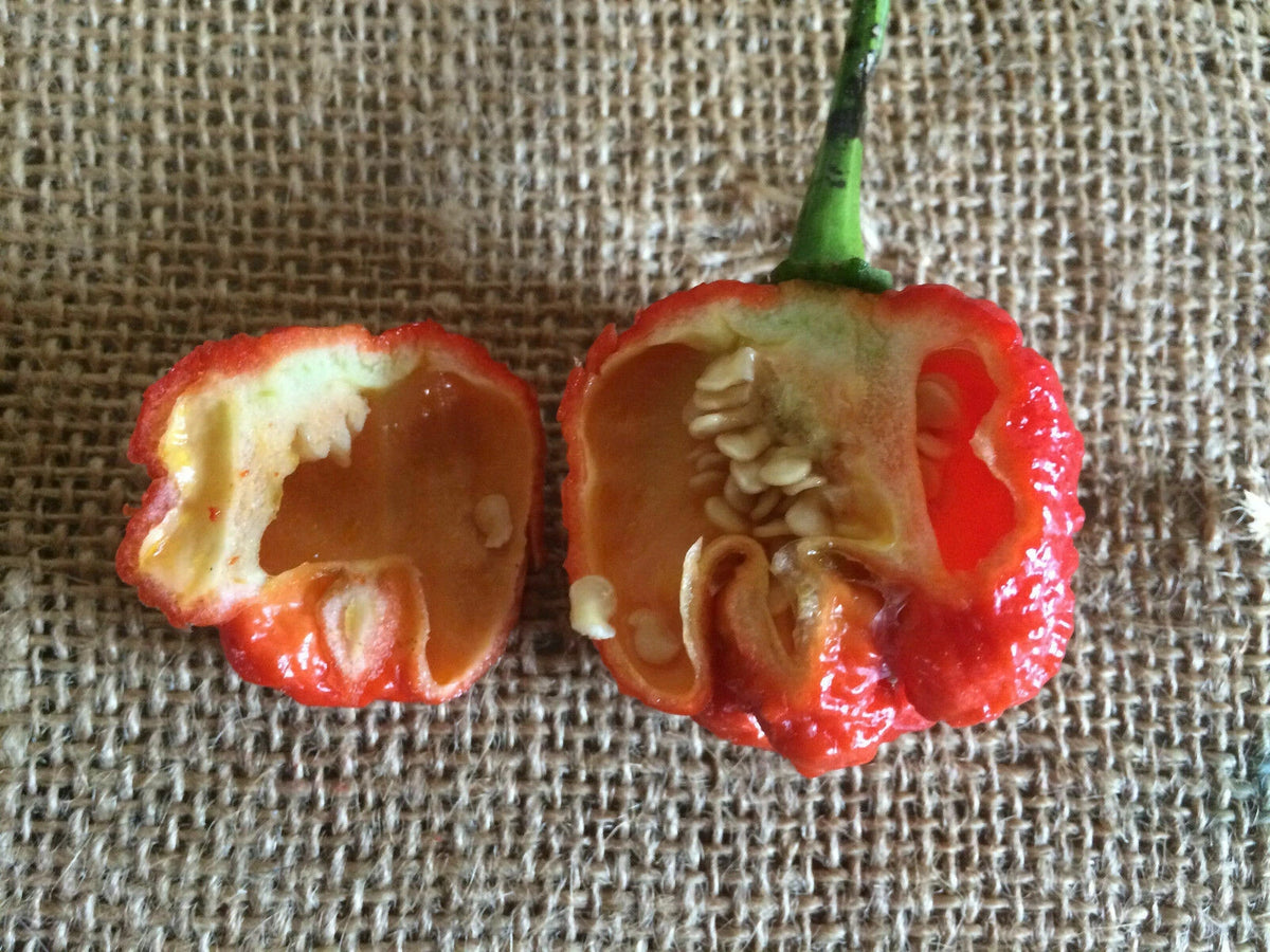 Dragons Breath Chili Pepper Seeds World Record Peppers Seed Vegetable heirloom non-gmo seeds