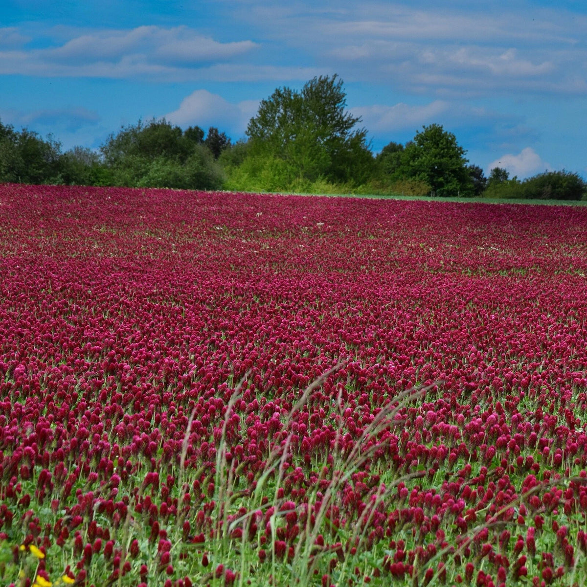 Clover Seed mix attracts Honeybees Pollinators builds Soil health Spring Seeds – Heirloom, Non-GMO, High Germination Organic Garden Seeds