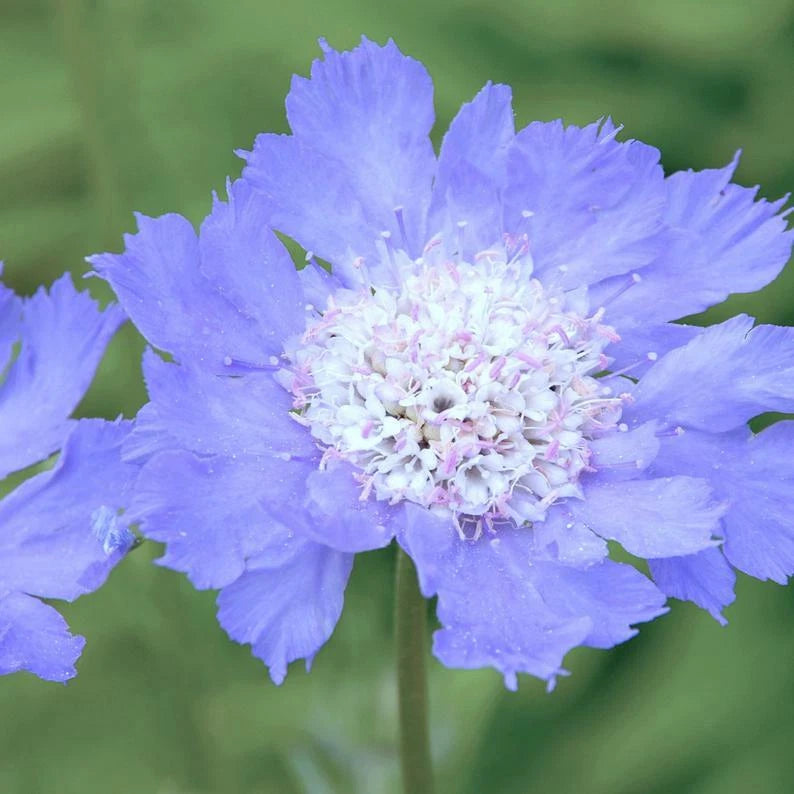 SCABIOSA CLEAR BLUE HARDY OXFORD PERENNIAL FLOWER SEEDS heirloom non-gmo seeds