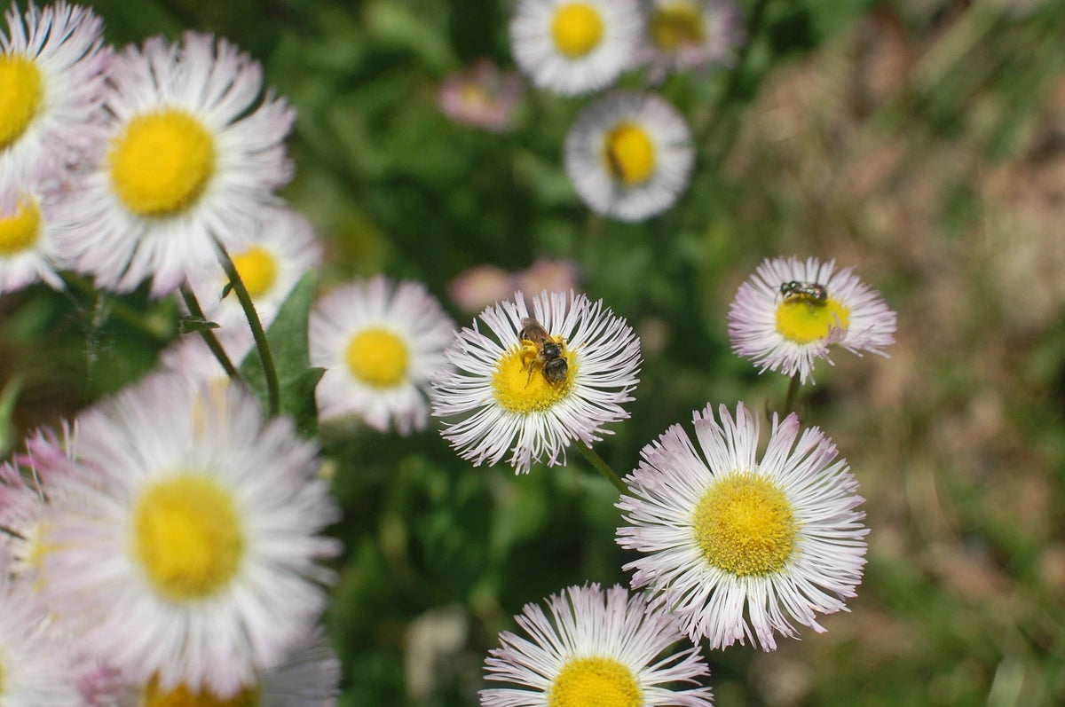 TSP PHILADELPHIA FLEABANE DAISY SEEDS Erigeron philadelphicus NATIVE US Bellis perennis heirloom non-gmo seeds