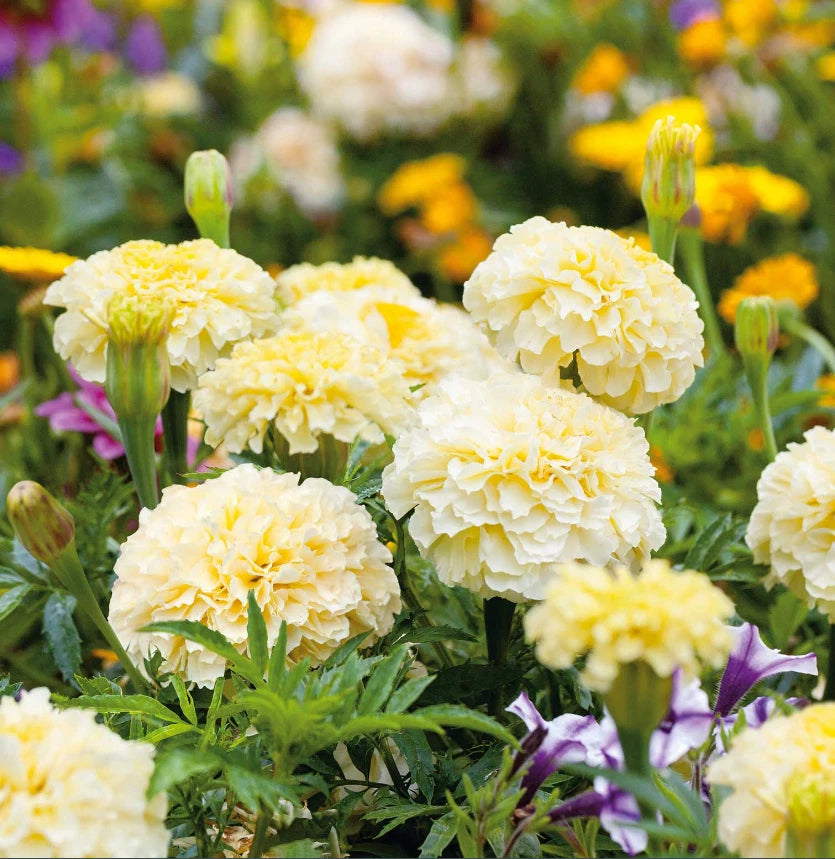 African Marigold MOONLIGHT YELLOW Dwarf - Beneficial Seeds – Heirloom, Non-GMO, High Germination Organic Garden Seeds