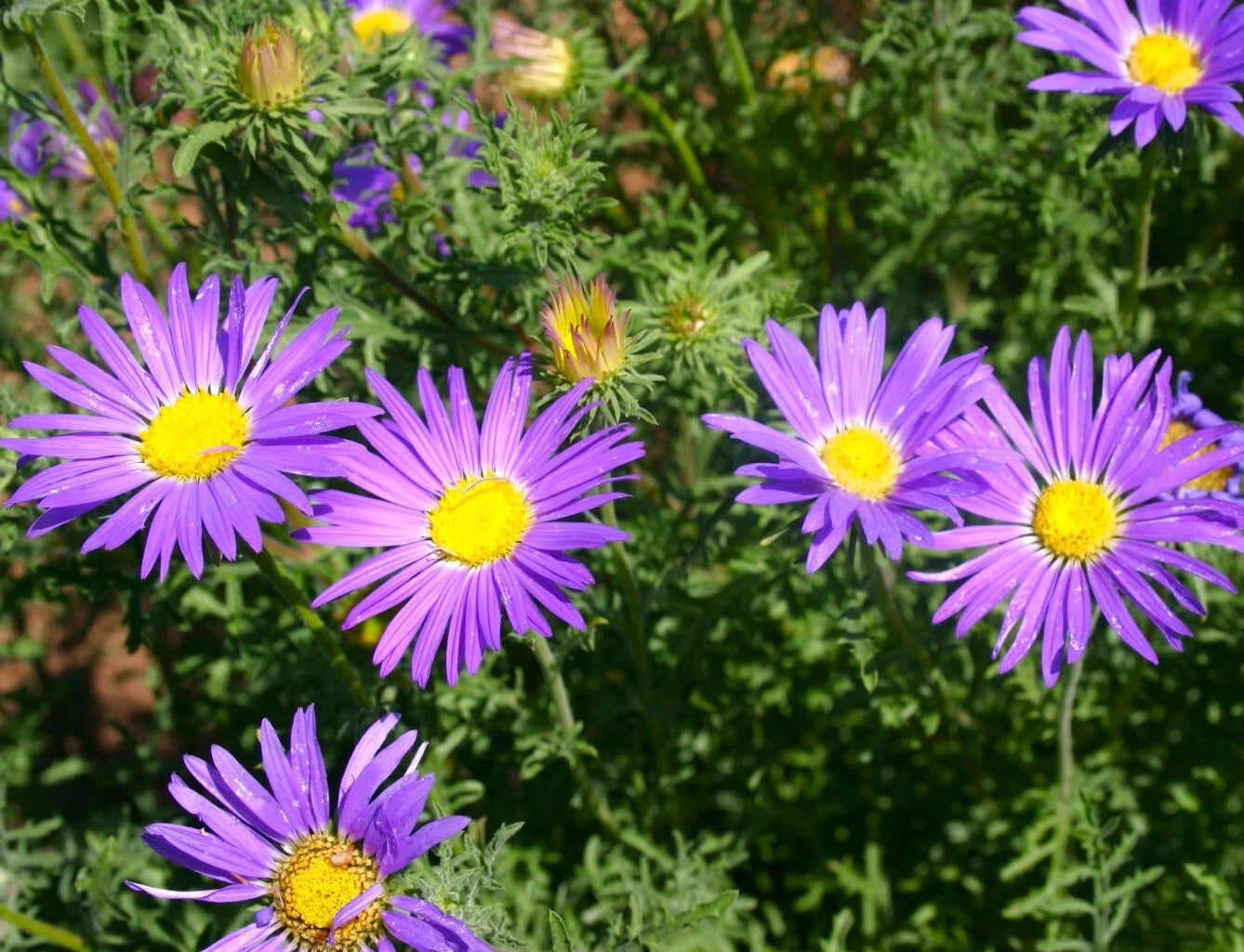 Tahoka Daisy Seeds Purple Prairie Tansy Leaf Aster Wildflower Flower Seed – Heirloom, Non-GMO, High Germination Organic Garden Seeds