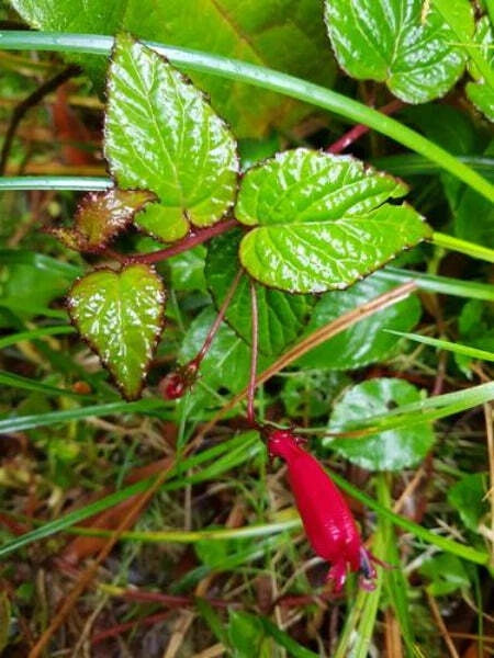 Centropogon costaricae Seeds heirloom non-gmo seeds