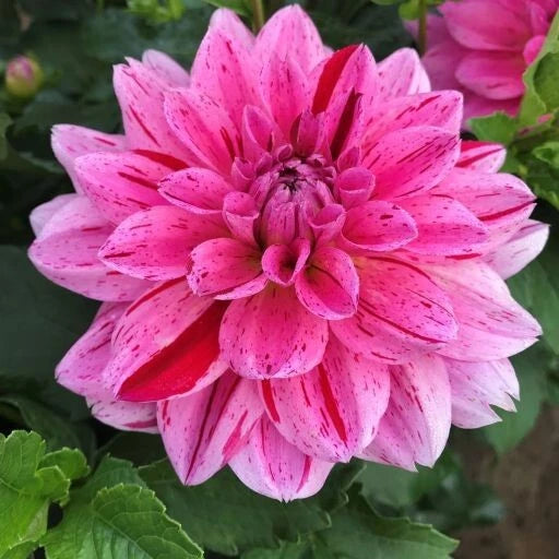 Cherish Dahlia Perennial Flower Seeds D030 – Heirloom, Non-GMO, High Germination Organic Garden Seeds