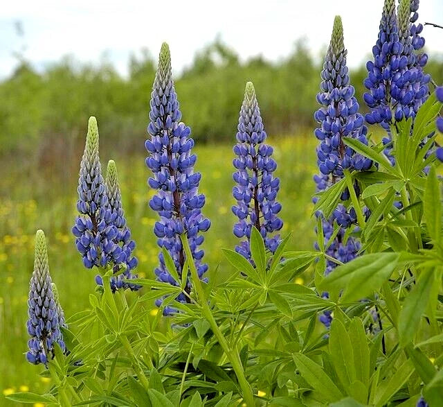 TALL BLUE AND WHITE LUPINE SEEDS EASY TO GROW PERENNIAL GROWN NO GMO Seeds – Heirloom, Non-GMO, High Germination Organic Garden Seeds