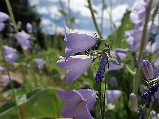 Campanula rotundifolia Bluebell of Scotland Seeds – Heirloom, Non-GMO, High Germination Organic Garden Seeds