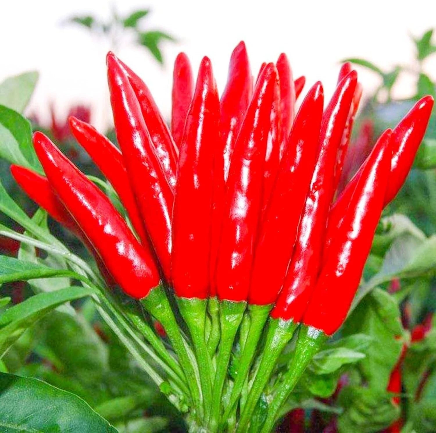 THAI HOT PEPPER Bird CHILI SEEDS VERY Capsicum frutescens heirloom non-gmo seeds