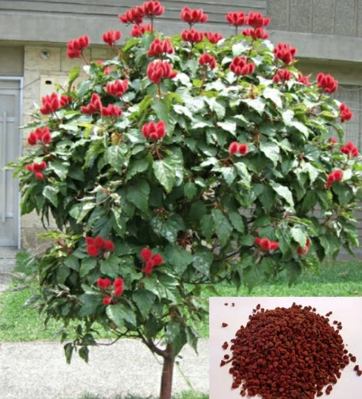 Semillas Achiote Puerto Rico Annatto Seeds Bixa Orellana Lipstick tree heirloom non-gmo seeds