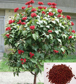 Semillas Achiote Puerto Rico Annatto Seeds Bixa Orellana Lipstick tree heirloom non-gmo seeds
