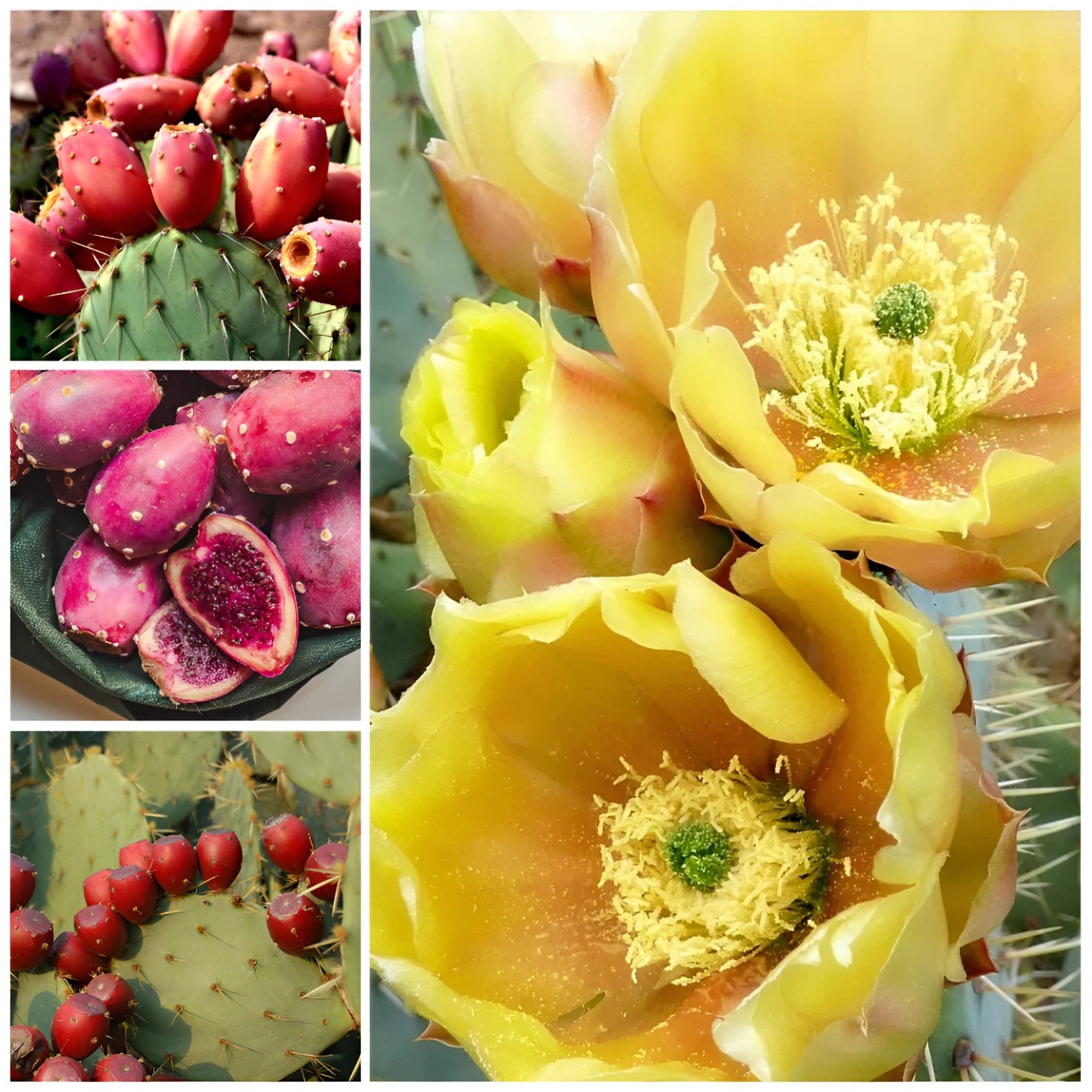 Texas Red Prickly Pear Cactus Seeds Opuntia engelmannii var lindheimeri heirloom non-gmo seeds