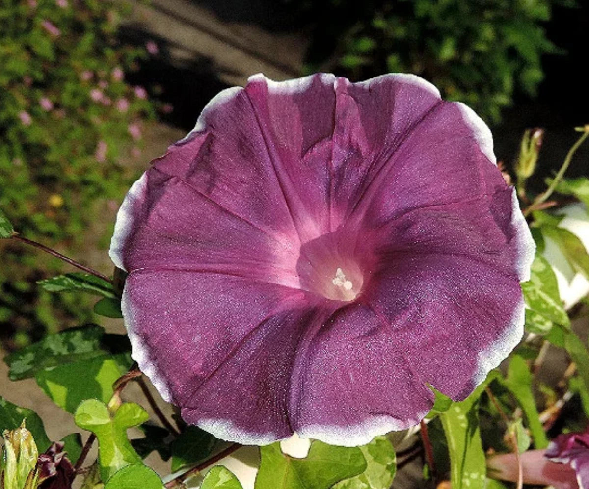 Blood Maroon Morning Glory Seeds F028 – Heirloom, Non-GMO, High Germination Organic Garden Seeds
