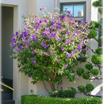 Tibouchina urvilleana Glory Bush Princess Flower Seeds heirloom non-GMO seeds